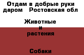 Отдам в добрые руки даром - Ростовская обл. Животные и растения » Собаки   . Ростовская обл.